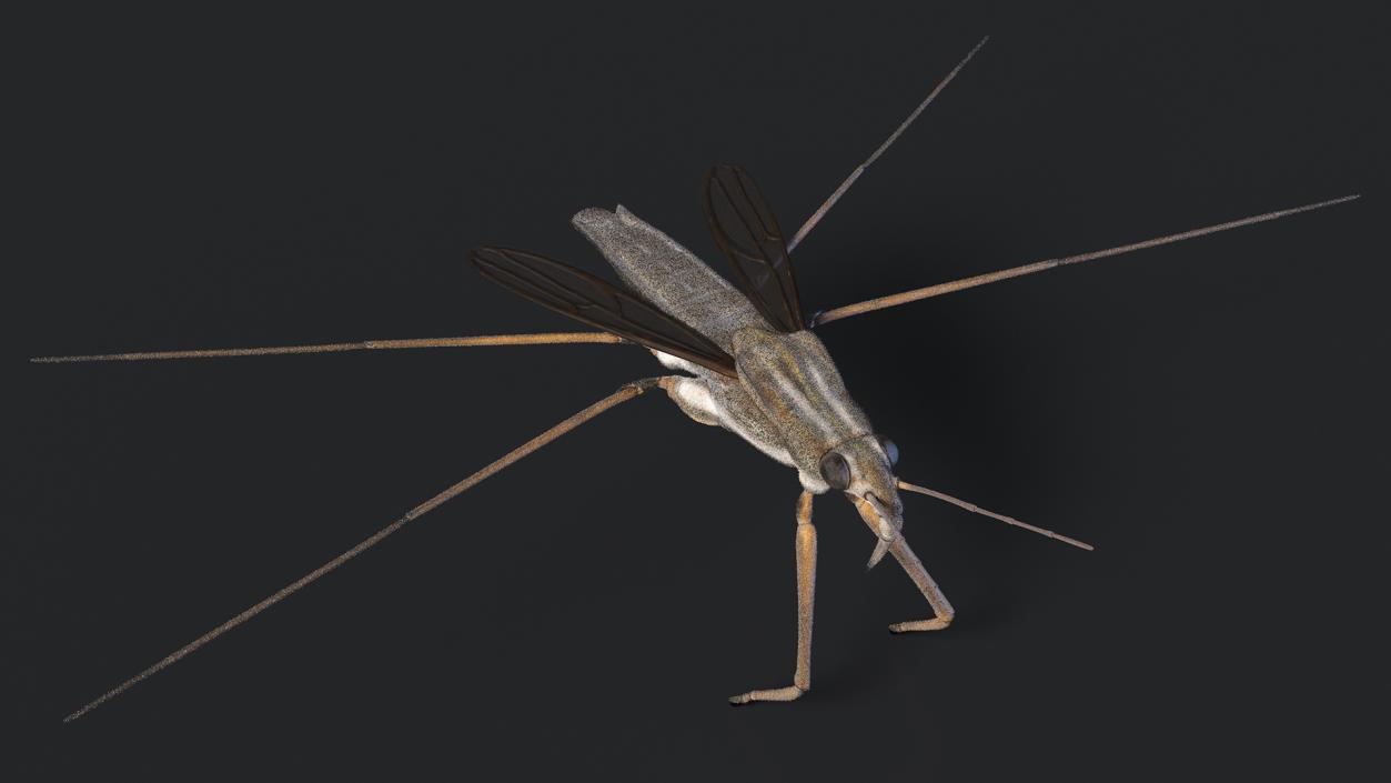 3D model Water Strider Rigged