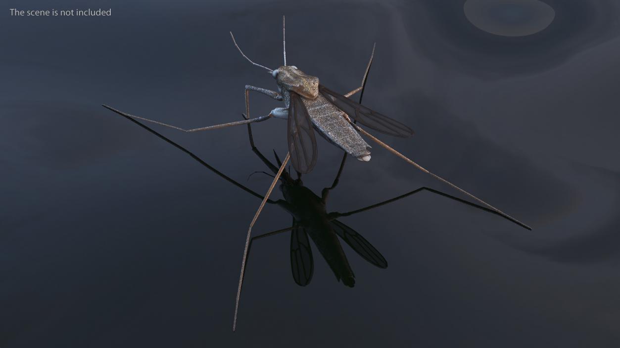 3D model Water Strider Rigged