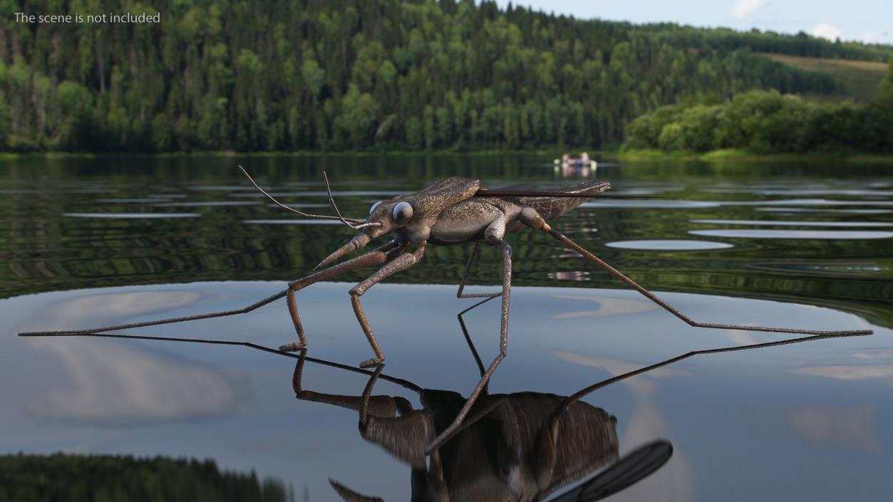 3D model Water Strider Rigged