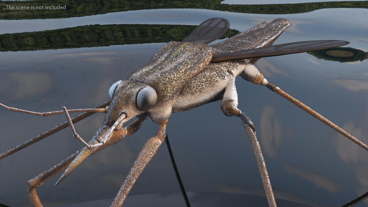 3D model Water Strider Rigged