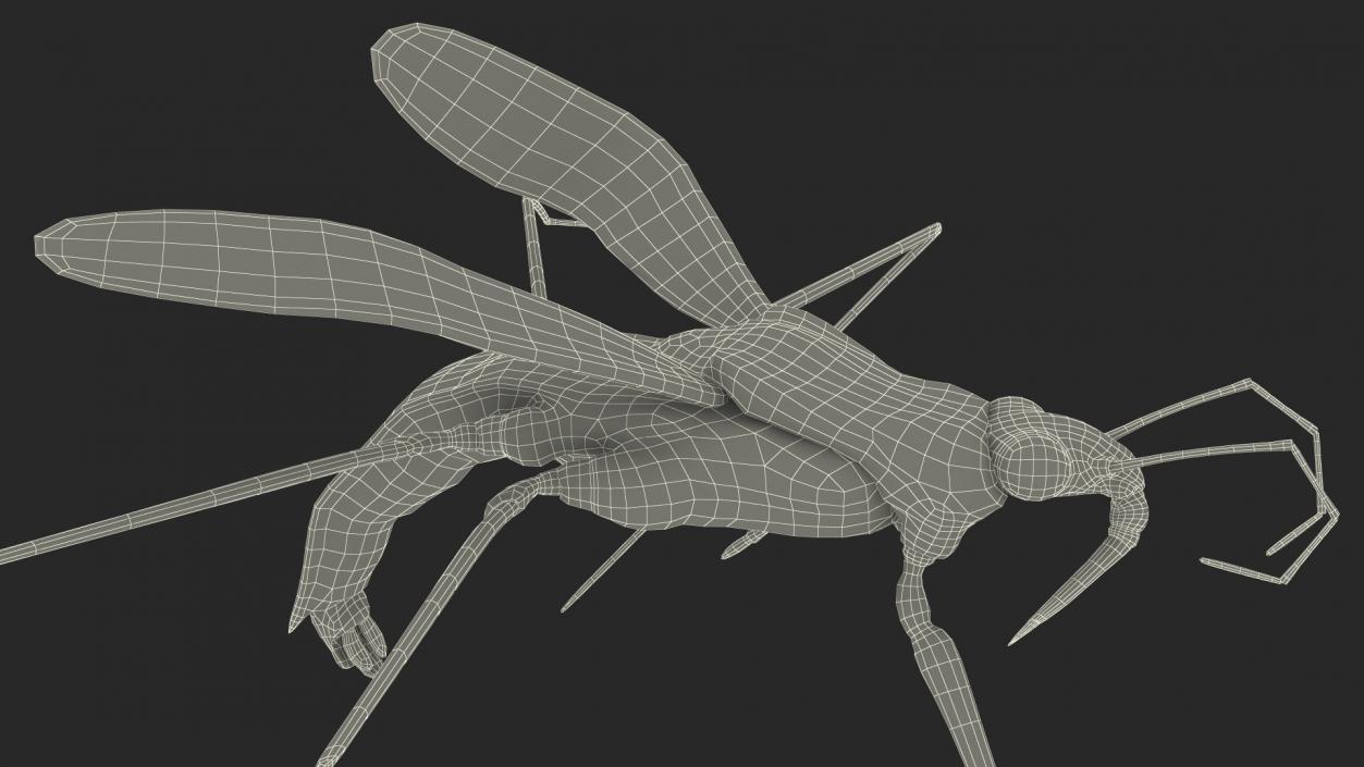 3D model Water Strider Rigged