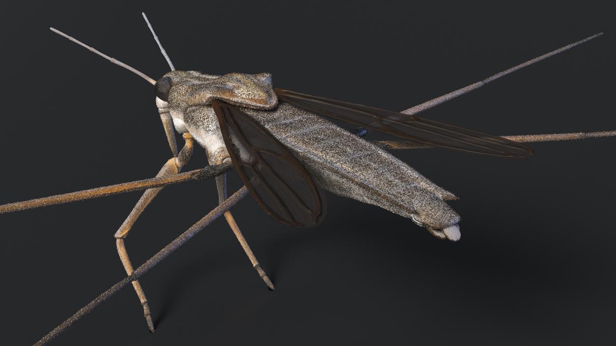 3D model Water Strider Rigged