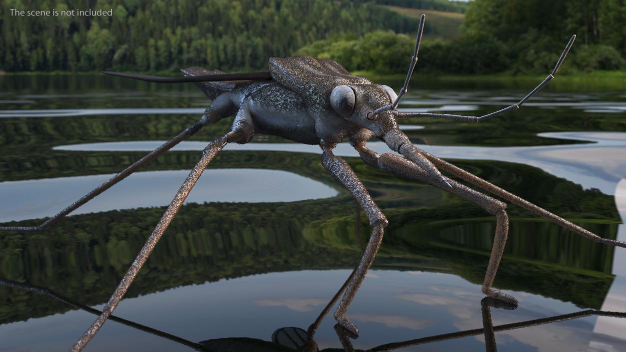 3D model Water Strider Rigged