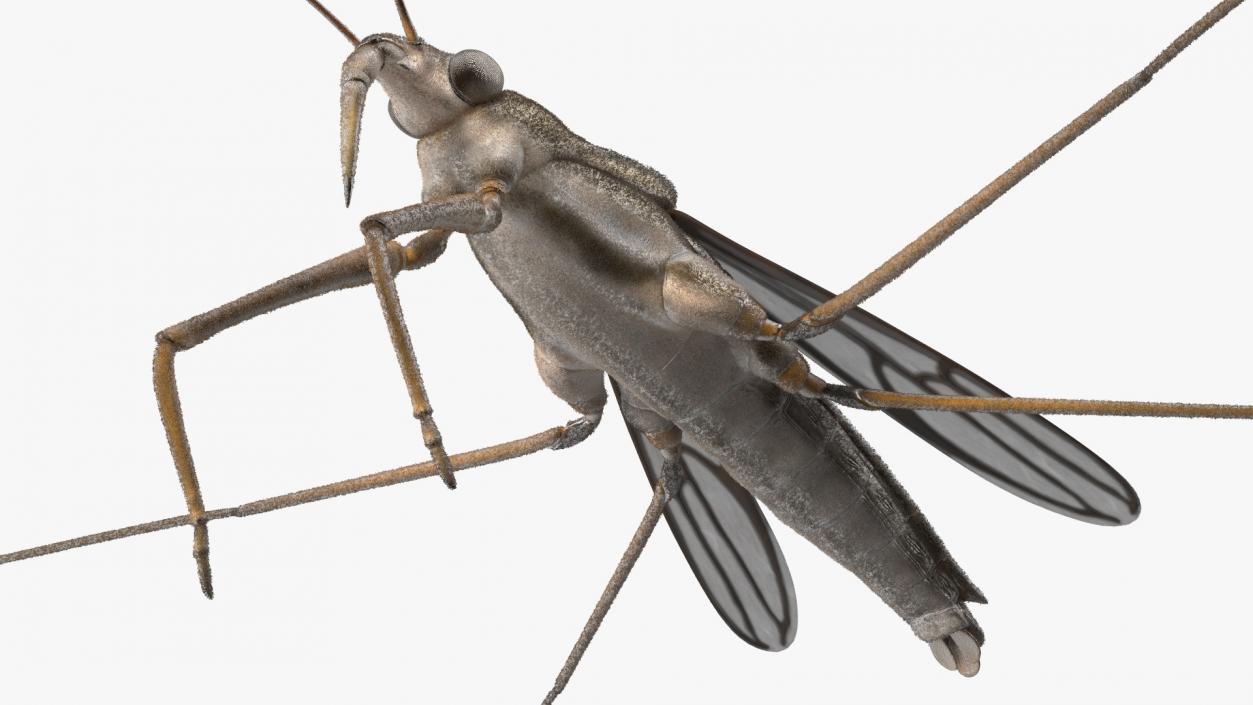 3D model Water Strider Rigged