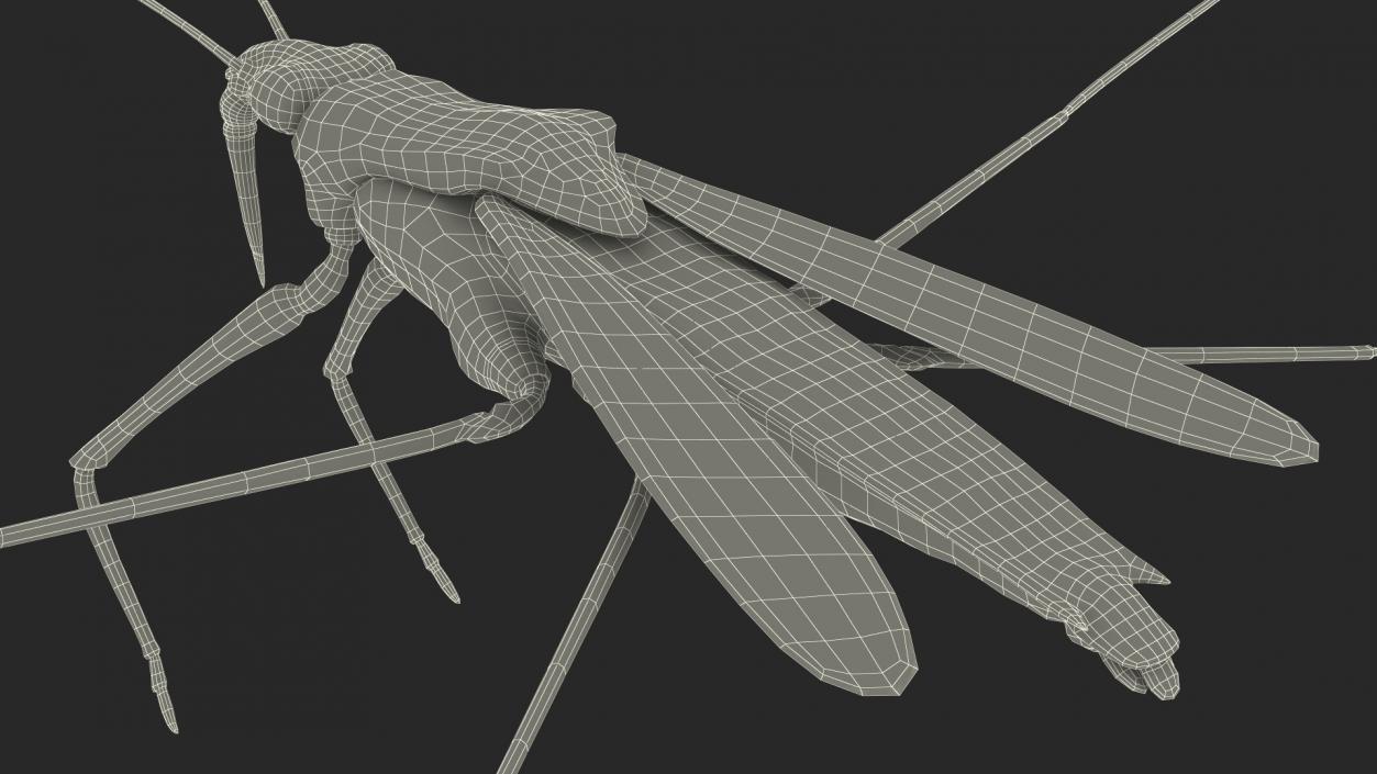 3D model Water Strider Rigged