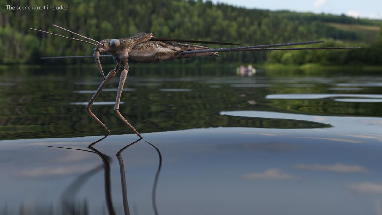 3D model Water Strider Rigged