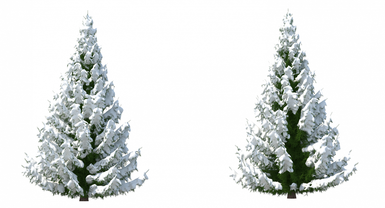 3D Winter Snow Spruce Tree model