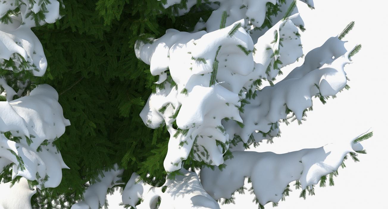 3D Winter Snow Spruce Tree model