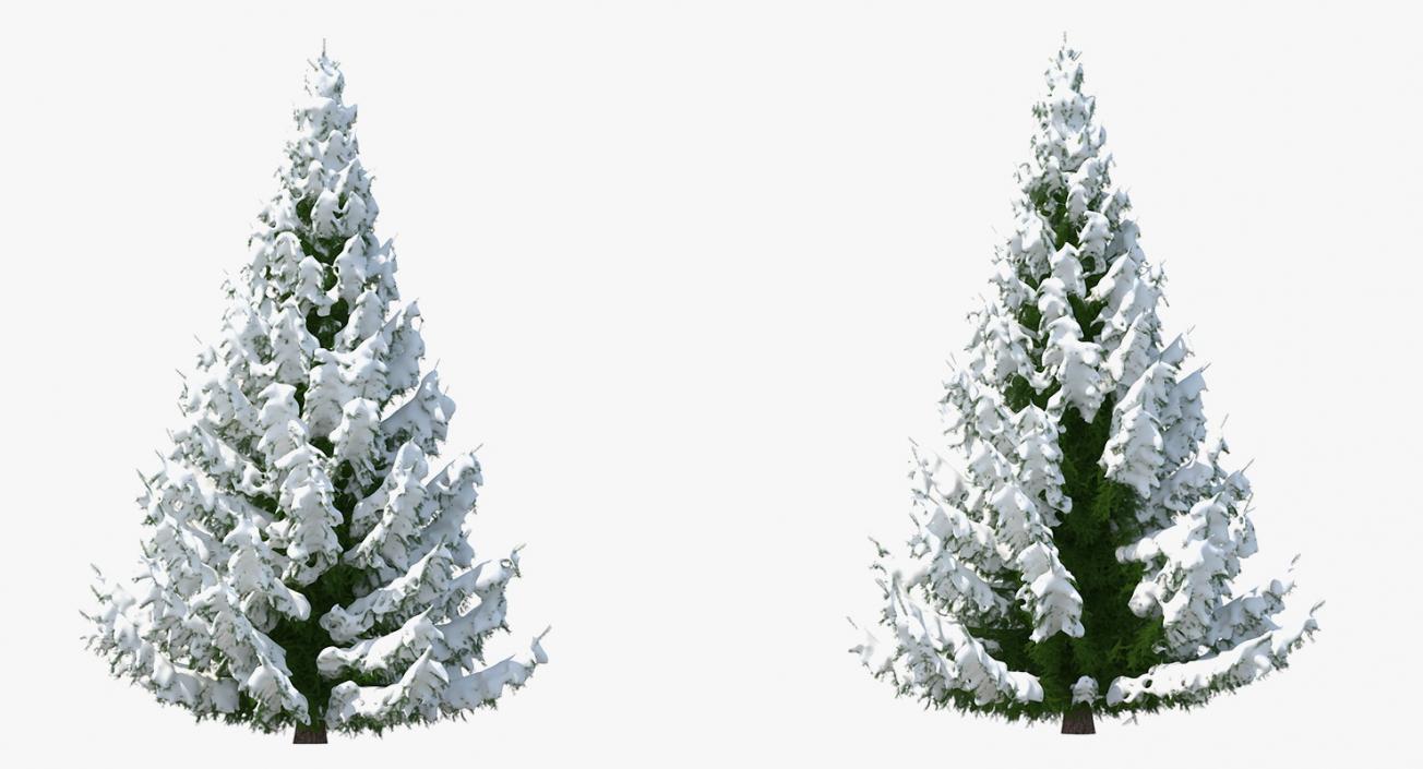 3D Winter Snow Spruce Tree model