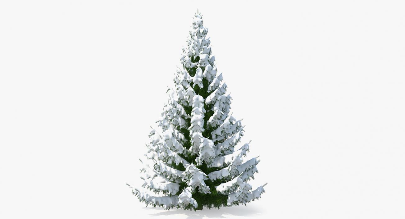 3D Winter Snow Spruce Tree model