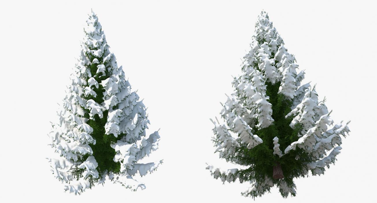 3D Winter Snow Spruce Tree model