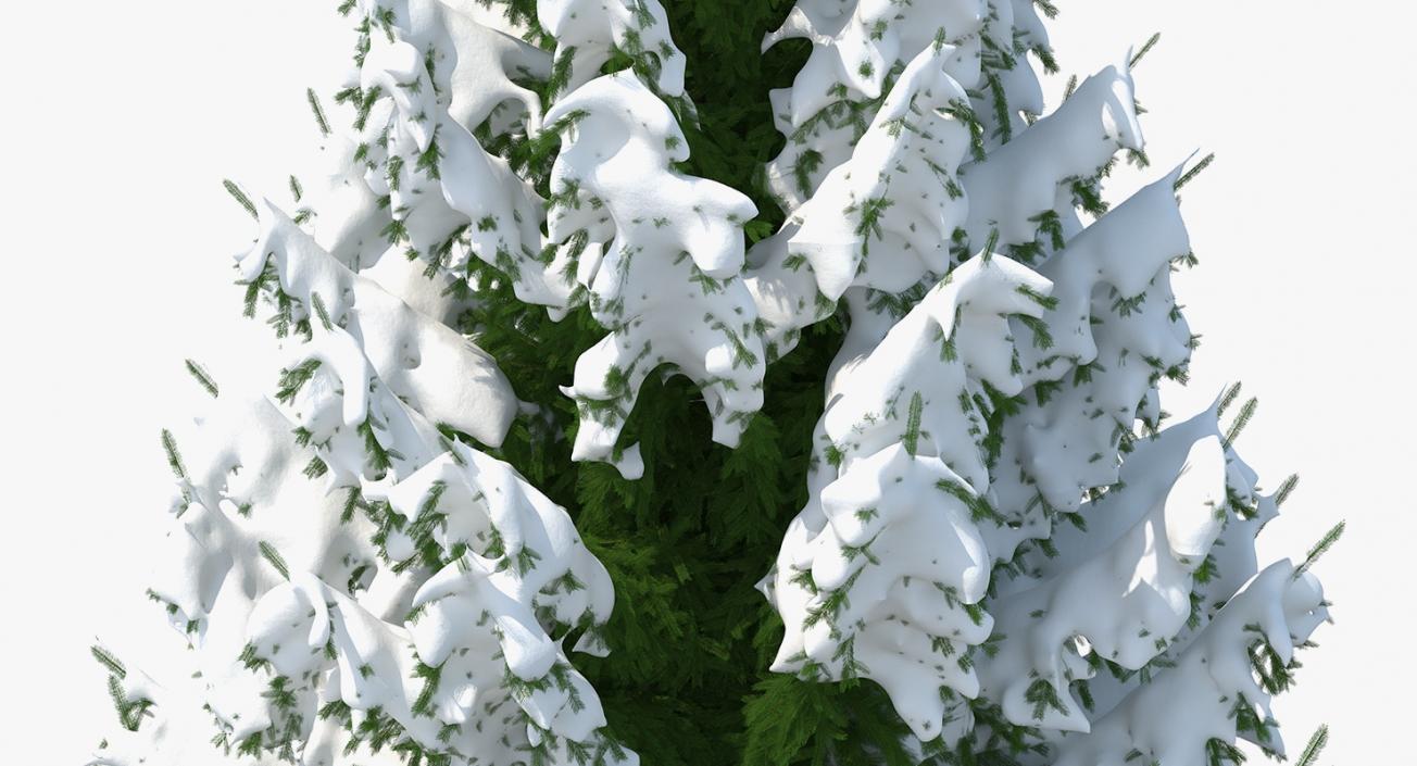 3D Winter Snow Spruce Tree model