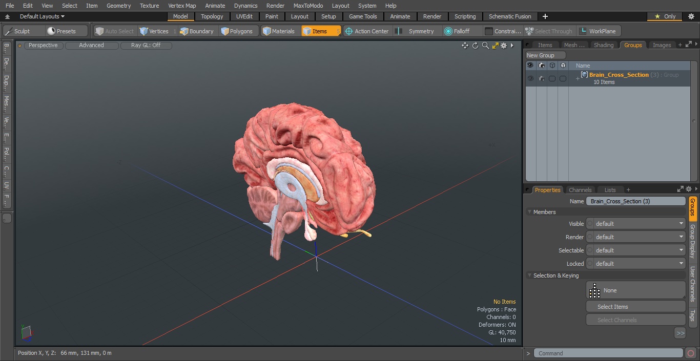 Brain Cross Section 3D model