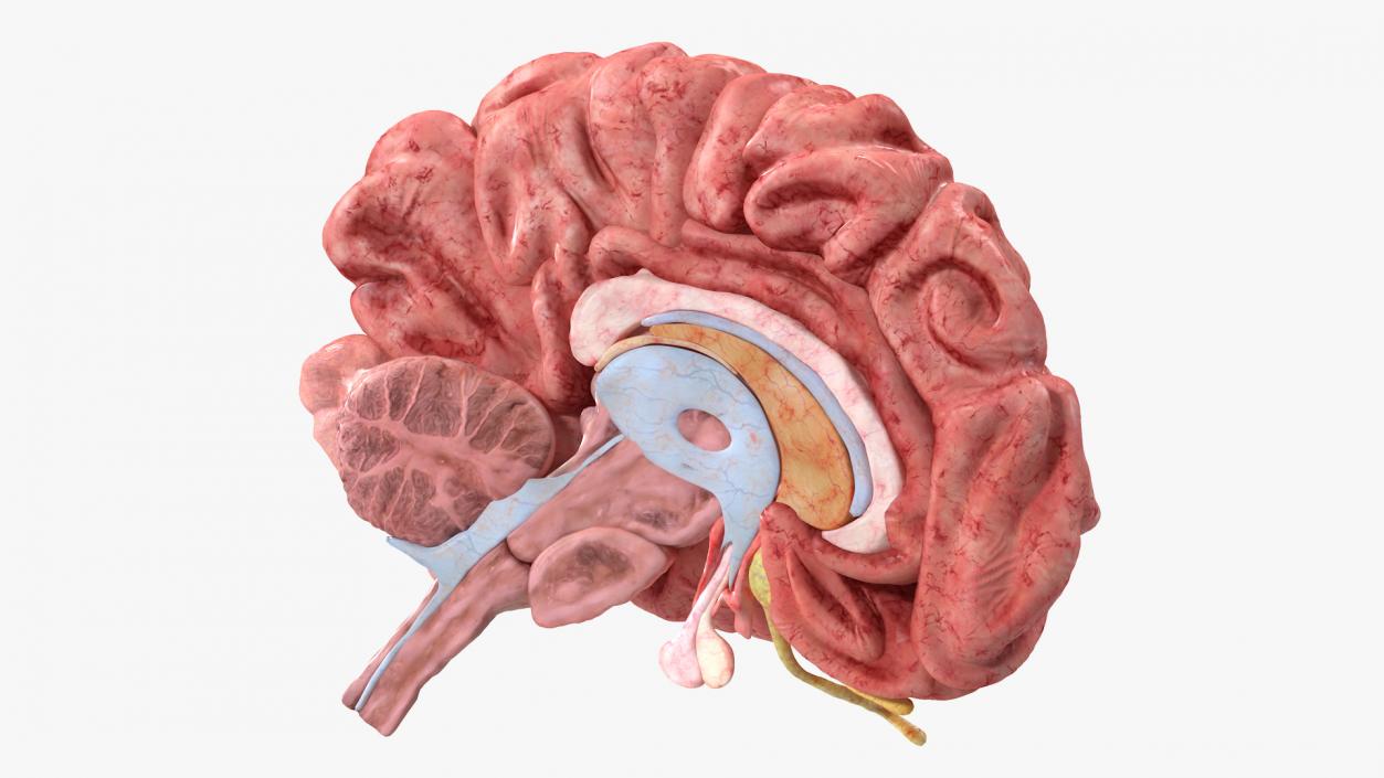 Brain Cross Section 3D model