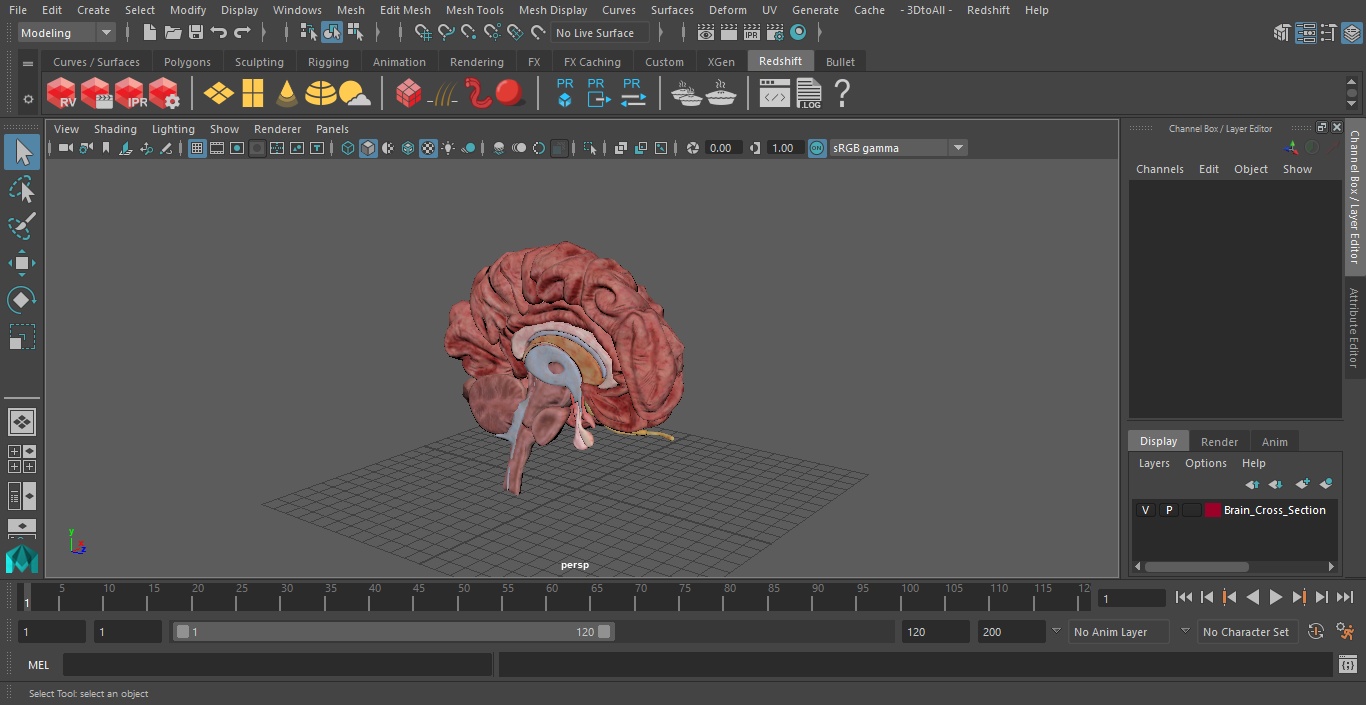 Brain Cross Section 3D model