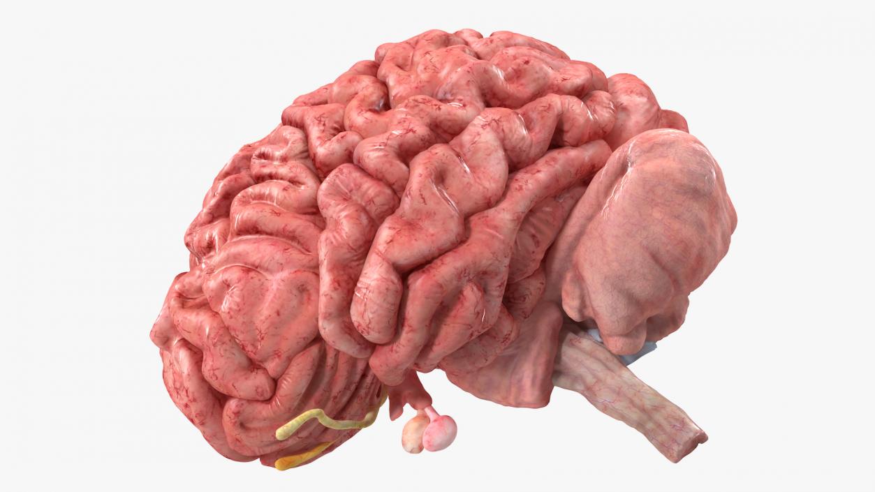 Brain Cross Section 3D model