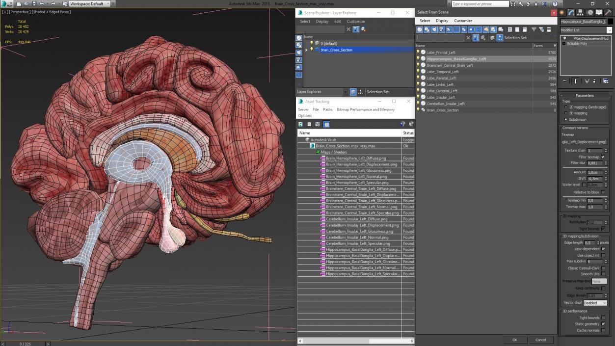 Brain Cross Section 3D model