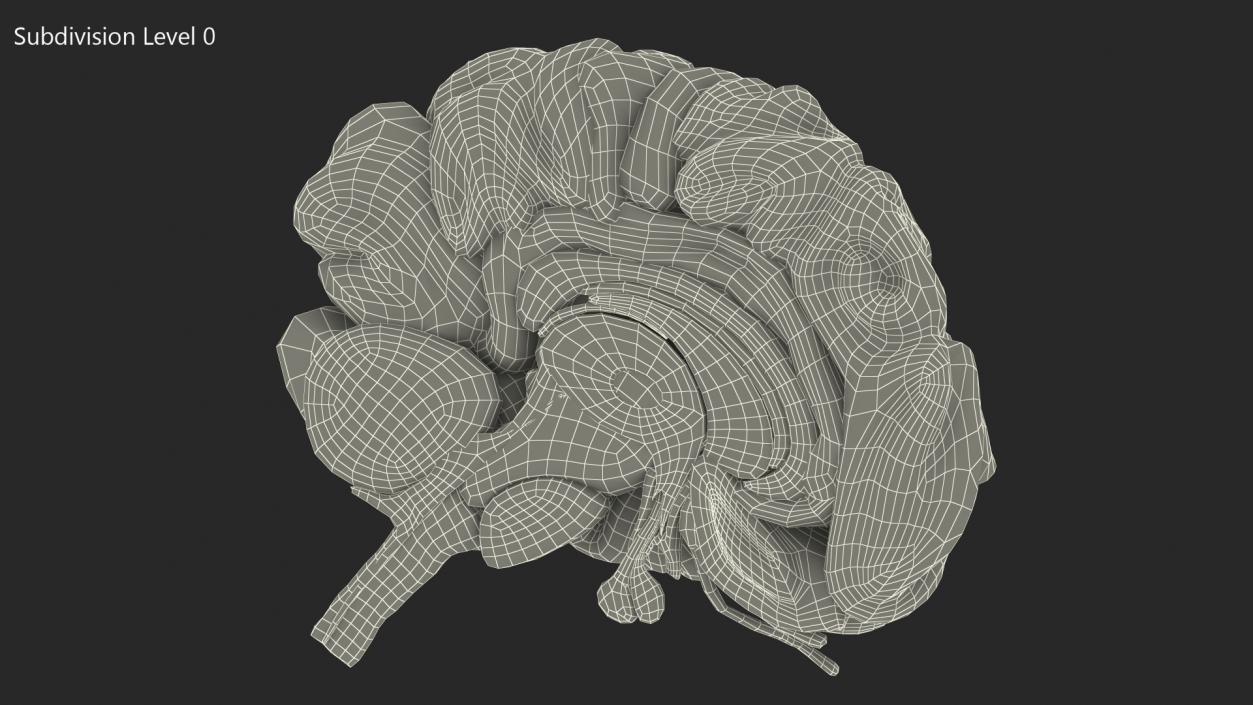 Brain Cross Section 3D model