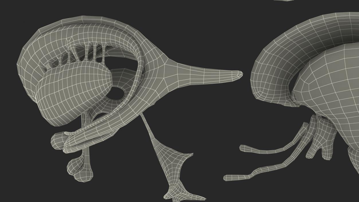 Brain Cross Section 3D model