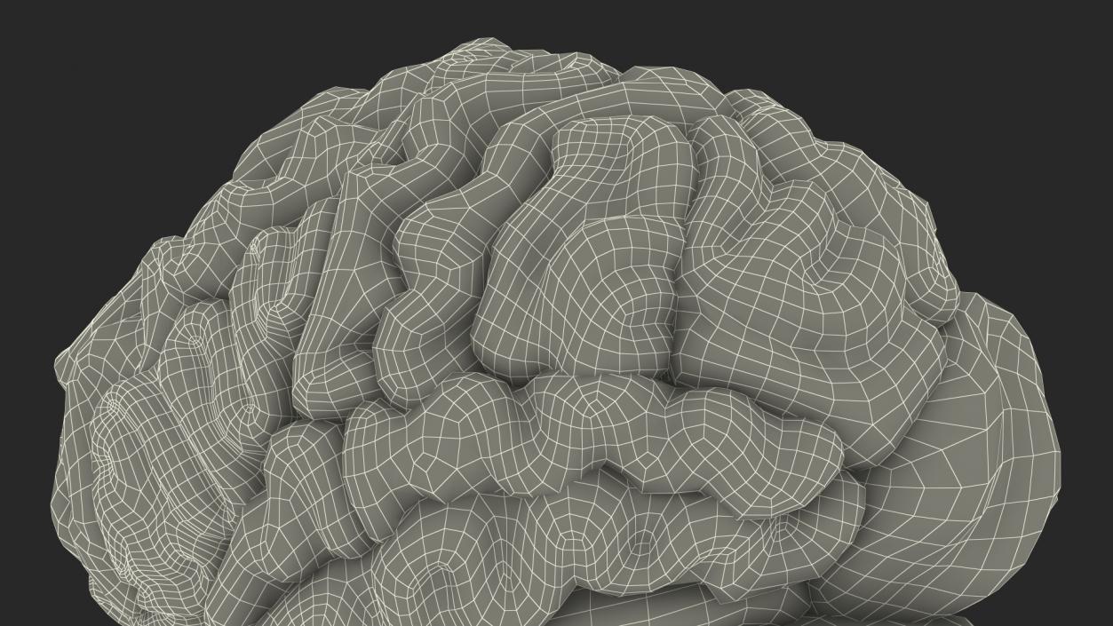 Brain Cross Section 3D model