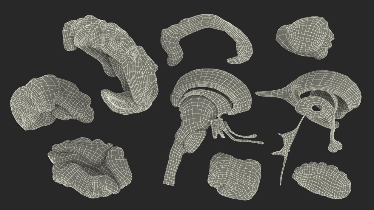 Brain Cross Section 3D model