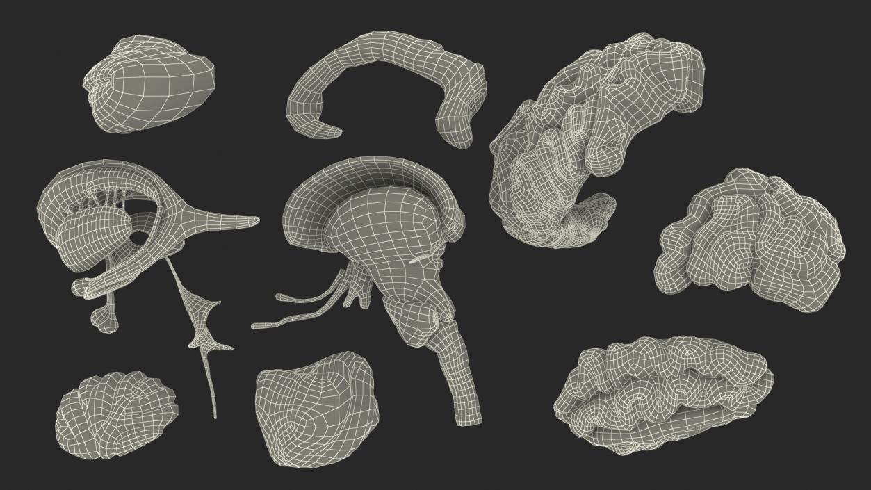 Brain Cross Section 3D model