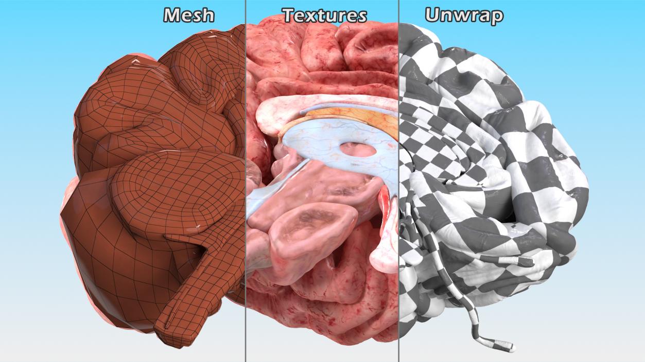 Brain Cross Section 3D model