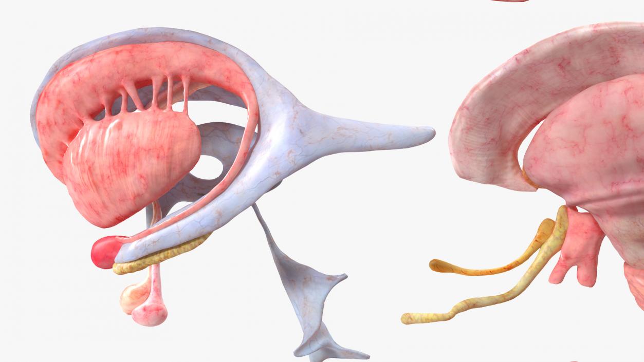 Brain Cross Section 3D model