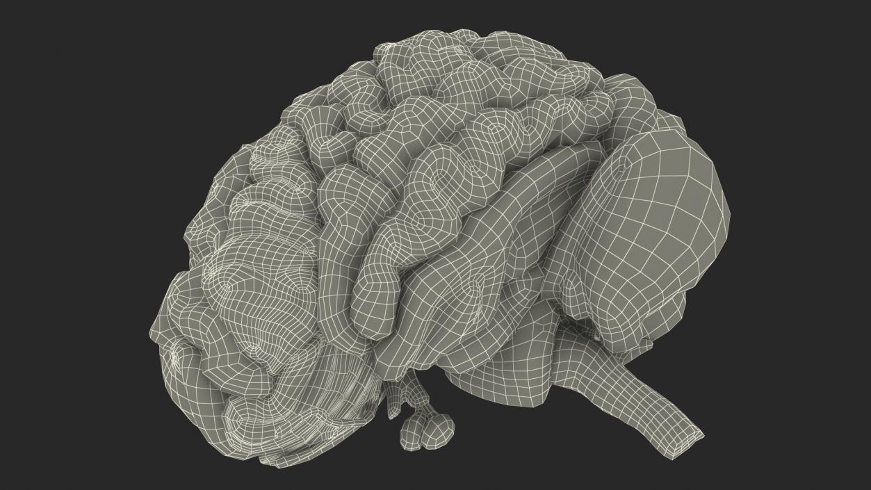 Brain Cross Section 3D model