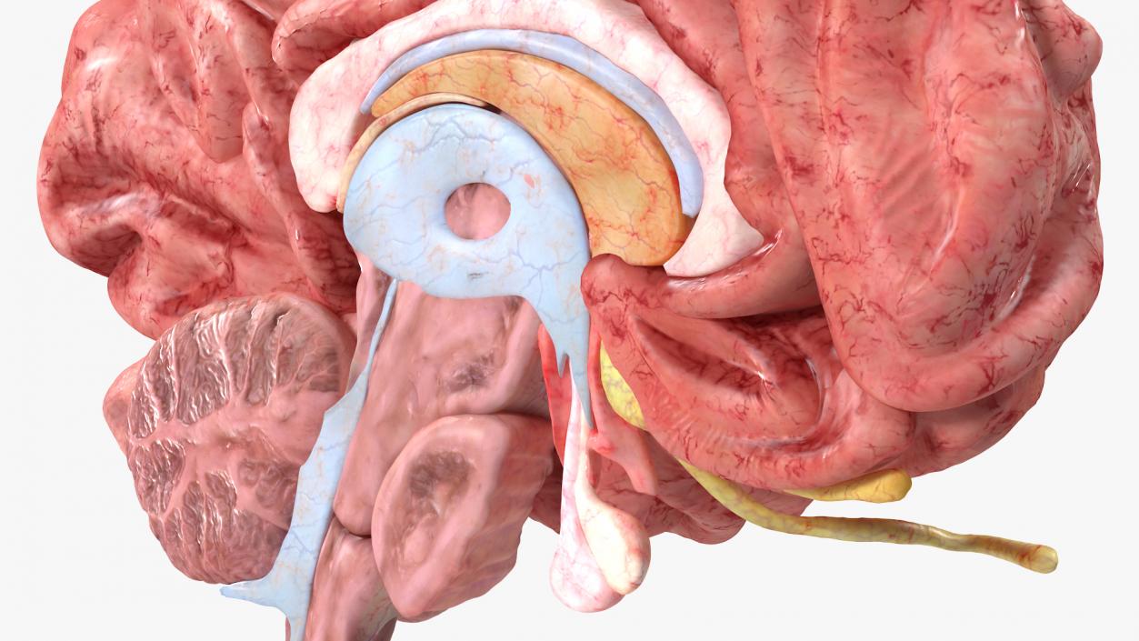 Brain Cross Section 3D model