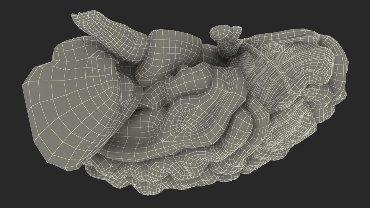 Brain Cross Section 3D model