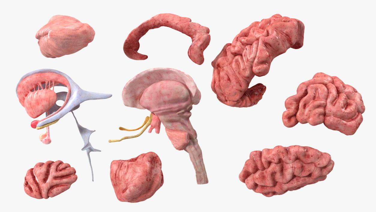 Brain Cross Section 3D model