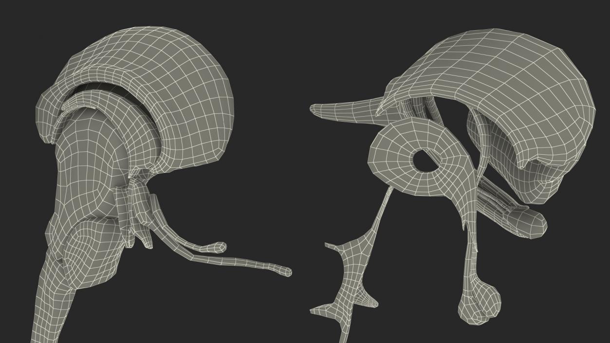 Brain Cross Section 3D model