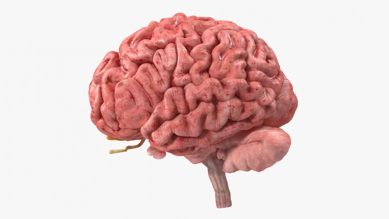 Brain Cross Section 3D model