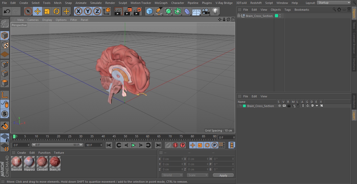 Brain Cross Section 3D model