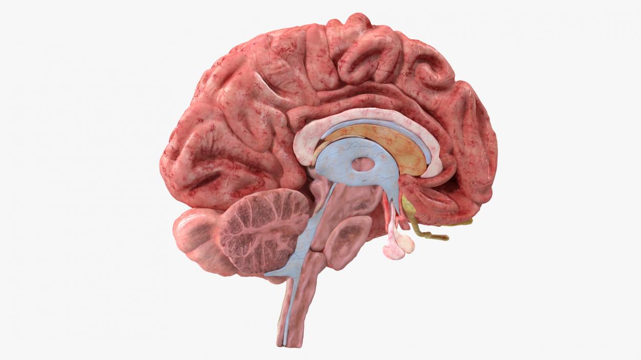 Brain Cross Section 3D model