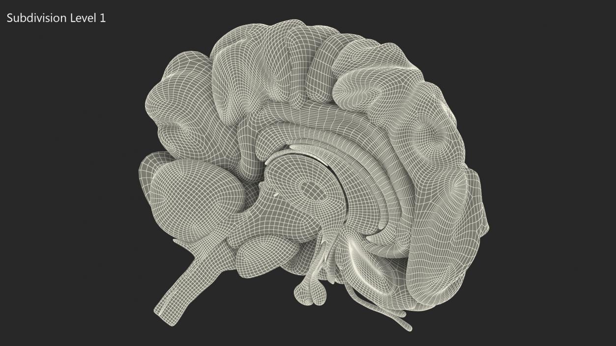 Brain Cross Section 3D model