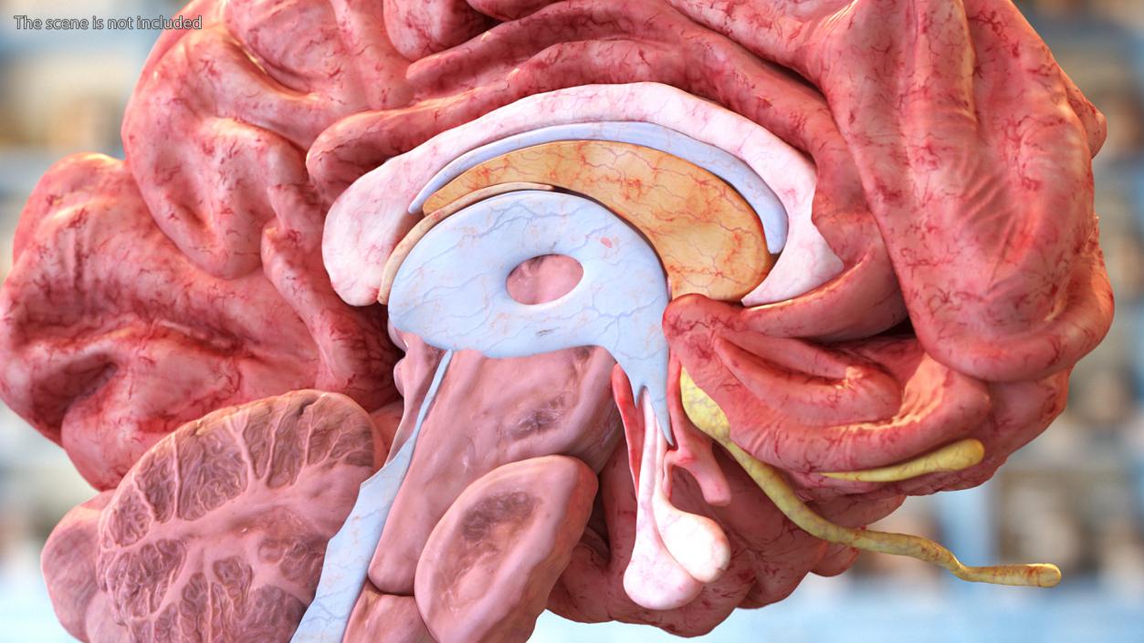 Brain Cross Section 3D model