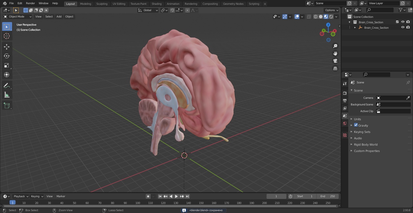 Brain Cross Section 3D model