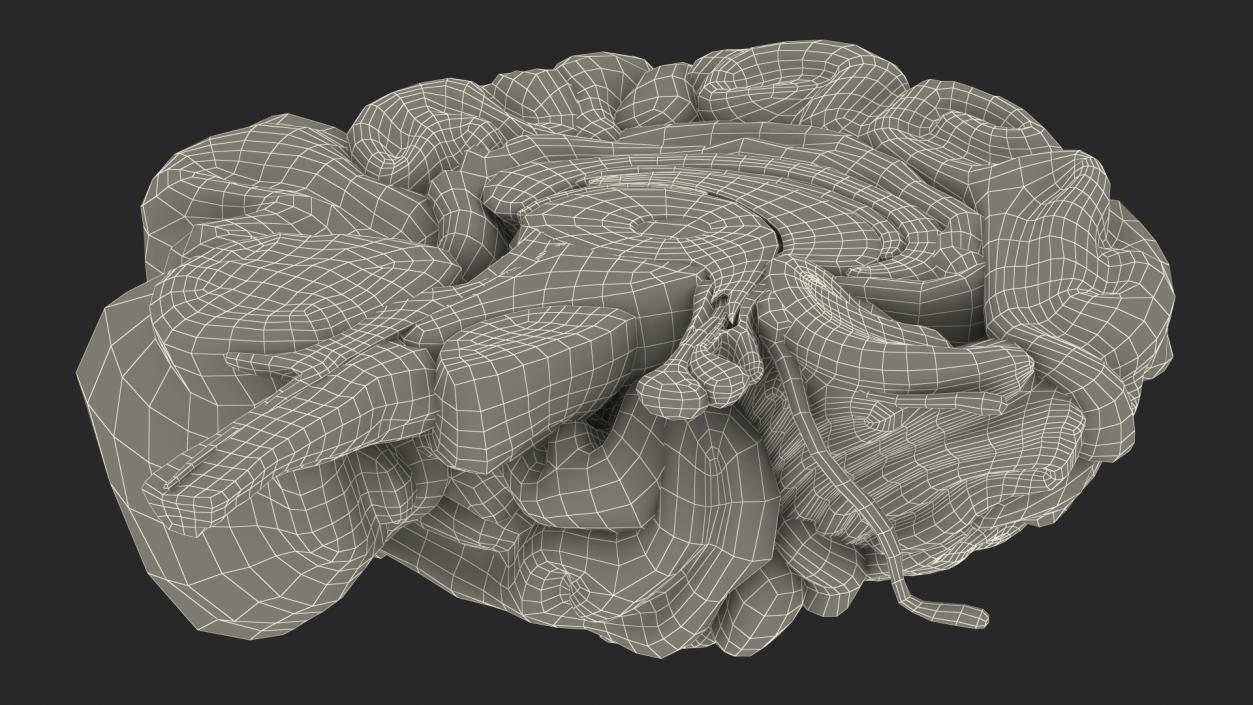 Brain Cross Section 3D model