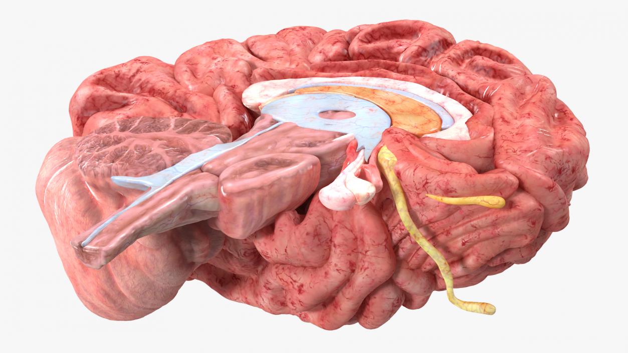 Brain Cross Section 3D model