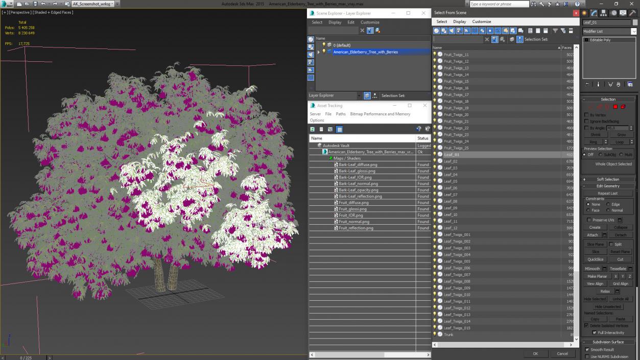 American Elderberry Tree with Berries 3D