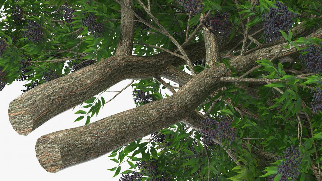 American Elderberry Tree with Berries 3D