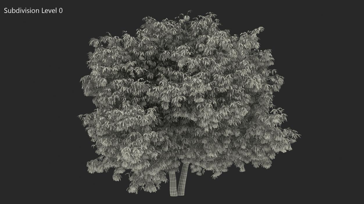 American Elderberry Tree with Berries 3D