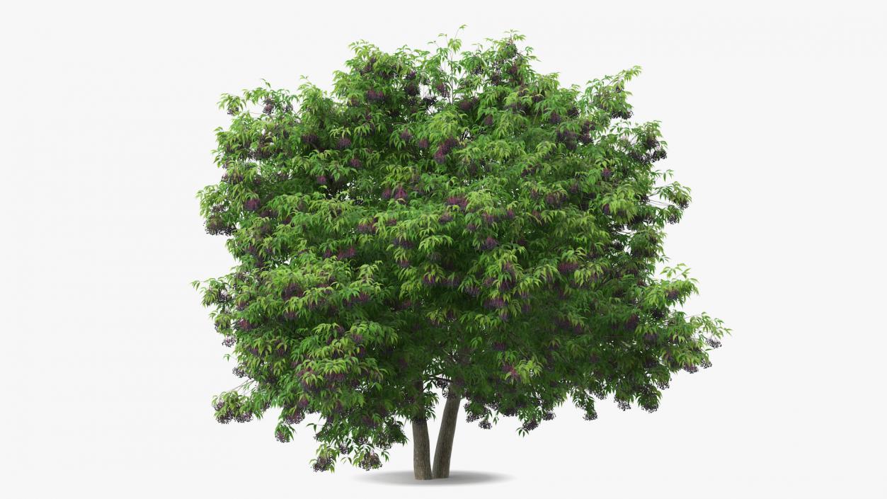 American Elderberry Tree with Berries 3D