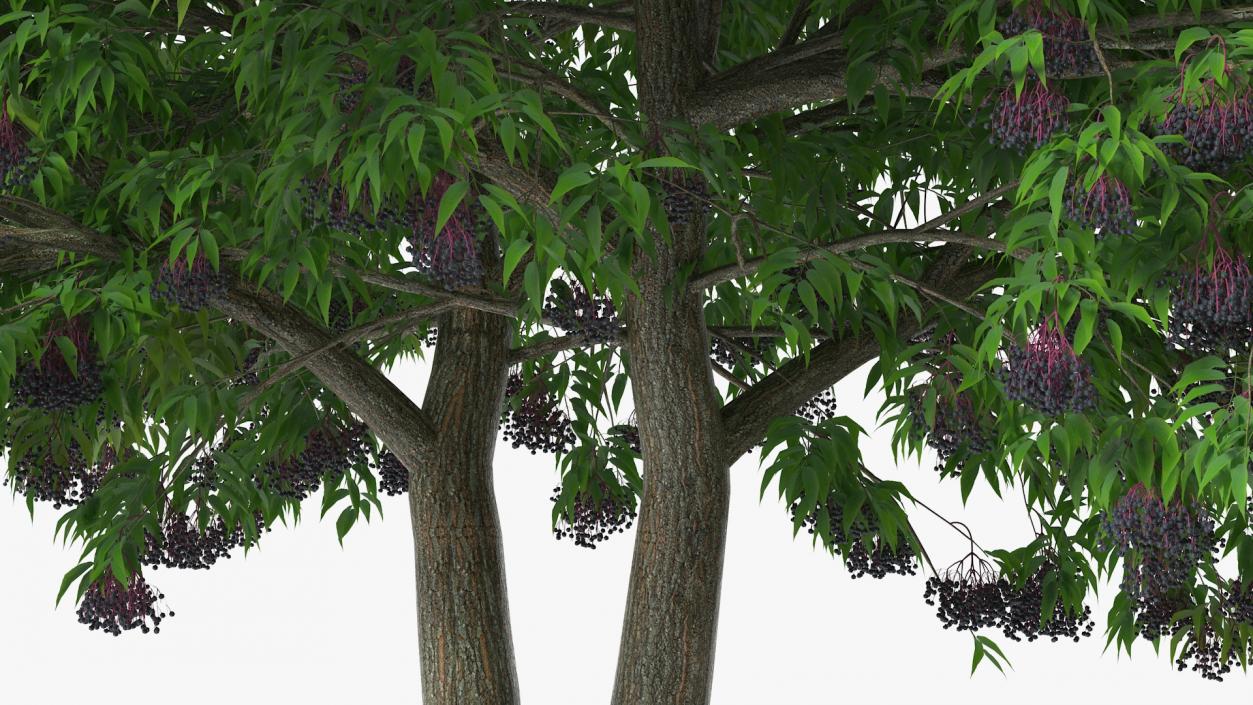 American Elderberry Tree with Berries 3D