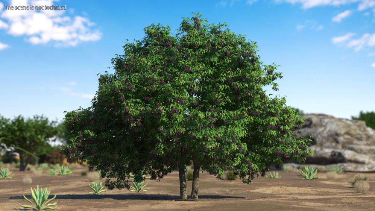 American Elderberry Tree with Berries 3D