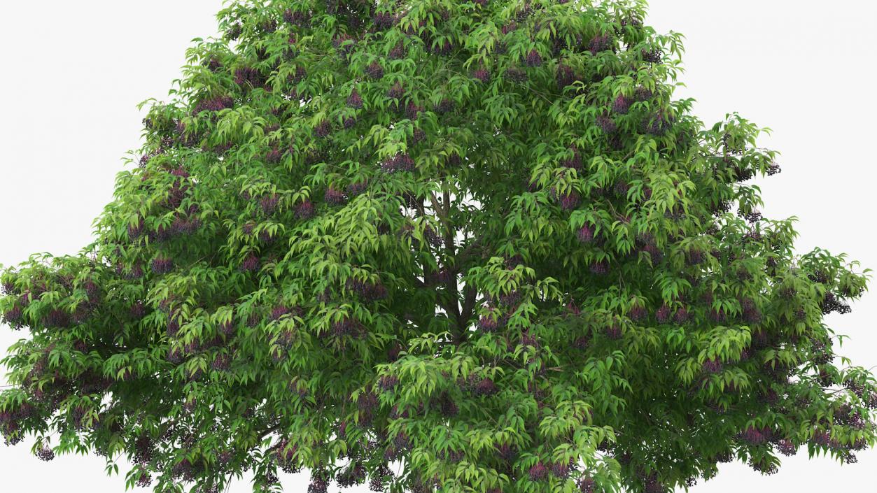 American Elderberry Tree with Berries 3D