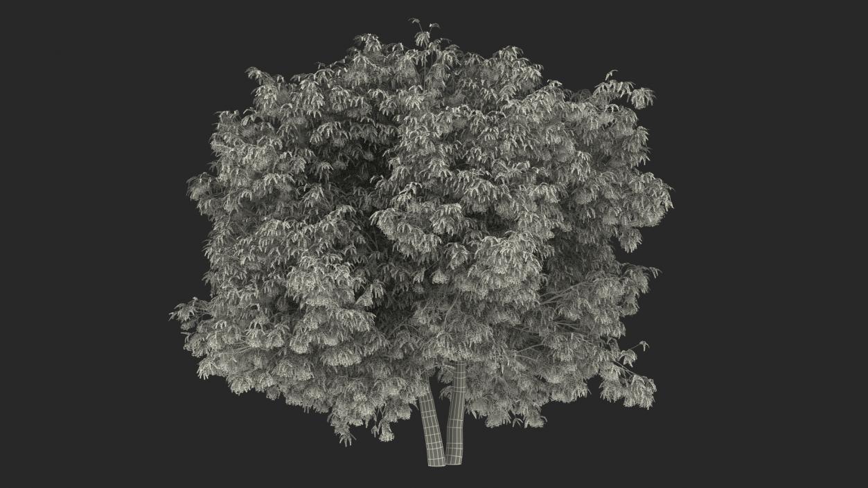 American Elderberry Tree with Berries 3D