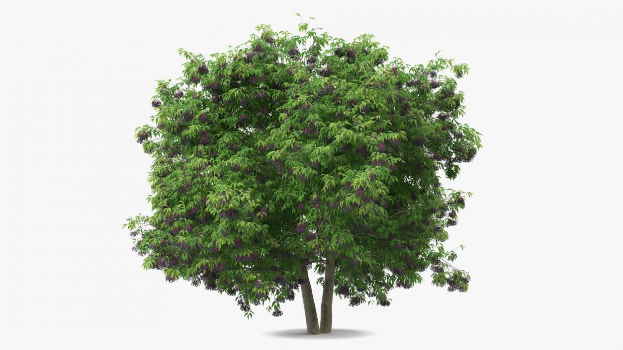 American Elderberry Tree with Berries 3D